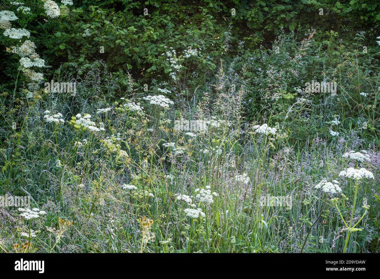 Sambucus nigra, Elderflower, tree growing in shady corner of field, south devon Stock Photo