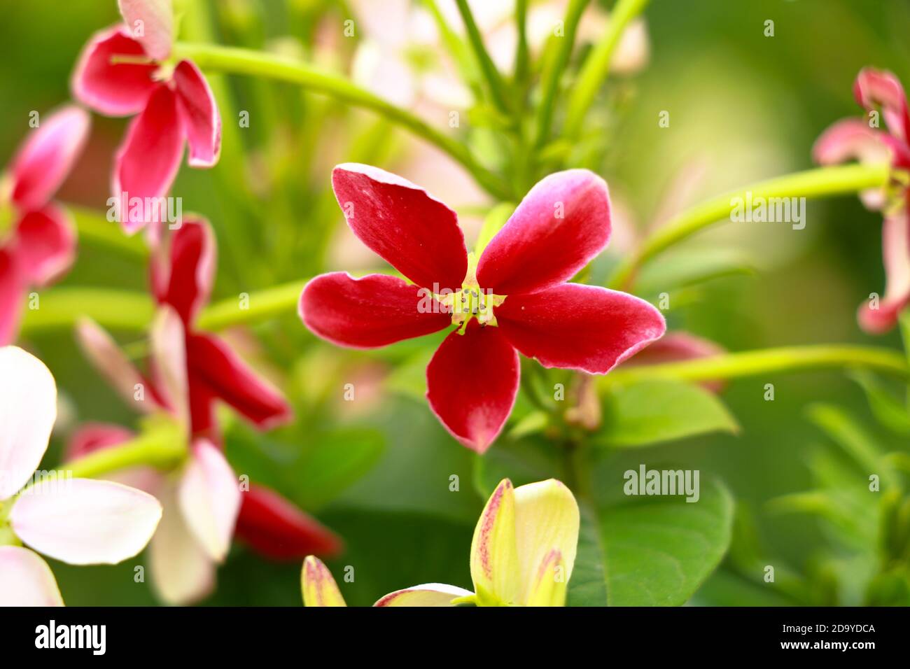 Red and white flowers of Combretum indicum, known as the Rangoon creeper  or  Chinese honeysuckle, selective focus Stock Photo