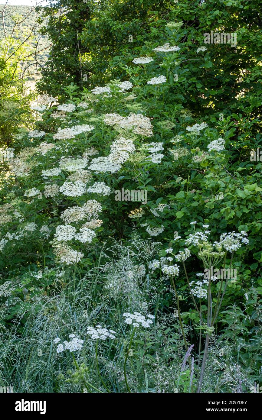 Sambucus nigra, Elderflower, tree growing in shady corner of field, south devon Stock Photo