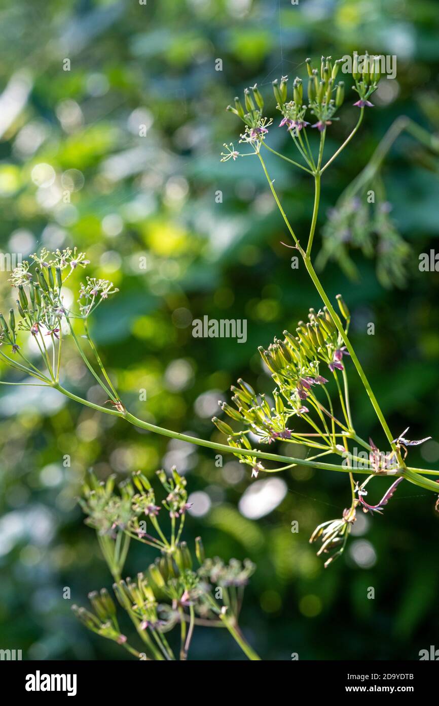 Cow Parsley, seed head, Anthriscus sylvestris Stock Photo Alamy