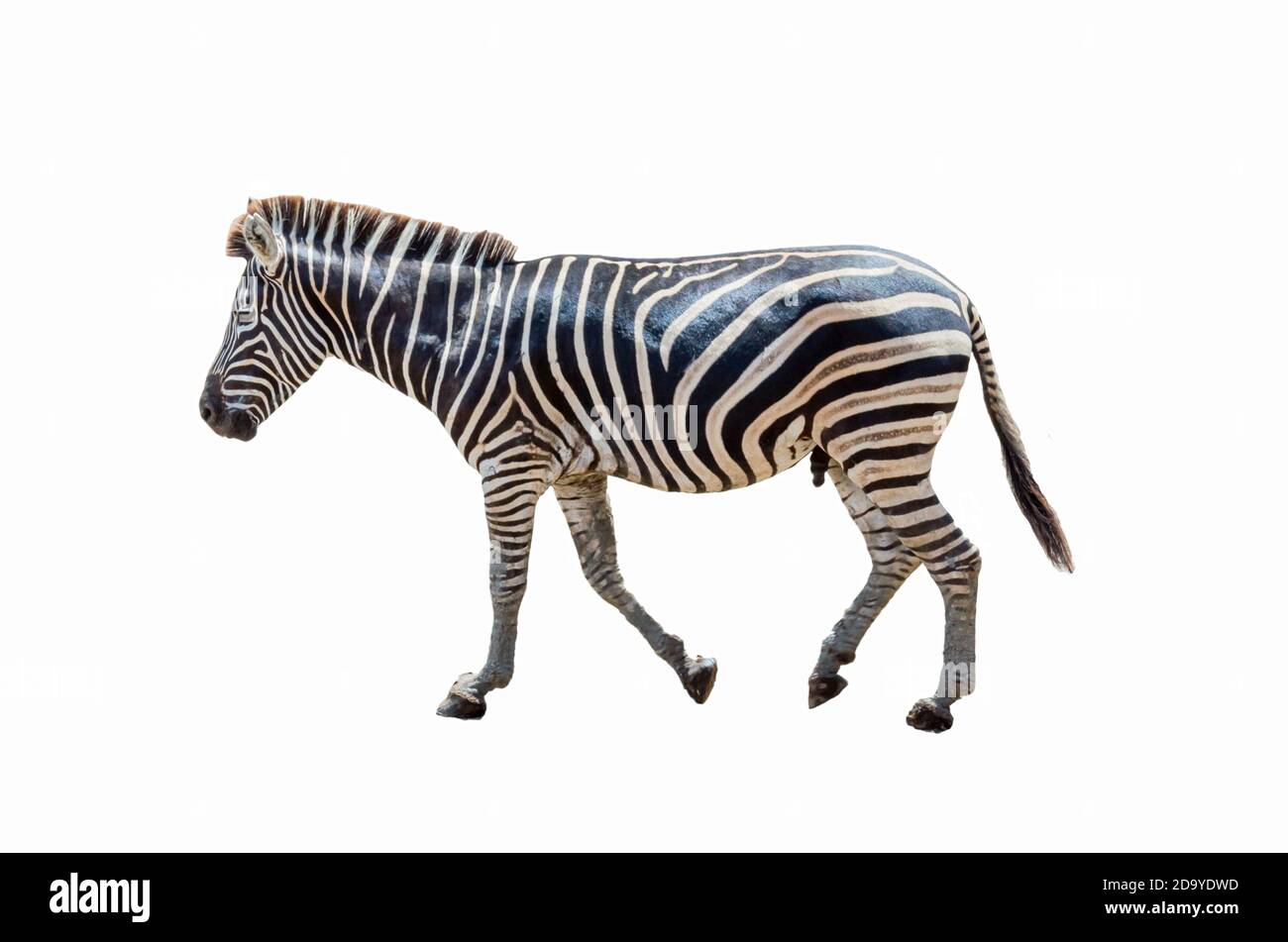 zebra on a white background. Stock Photo