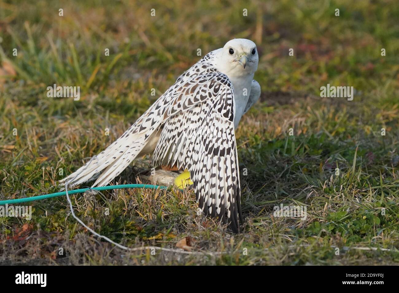 Gyrfalcon being trained for falconry Stock Photo