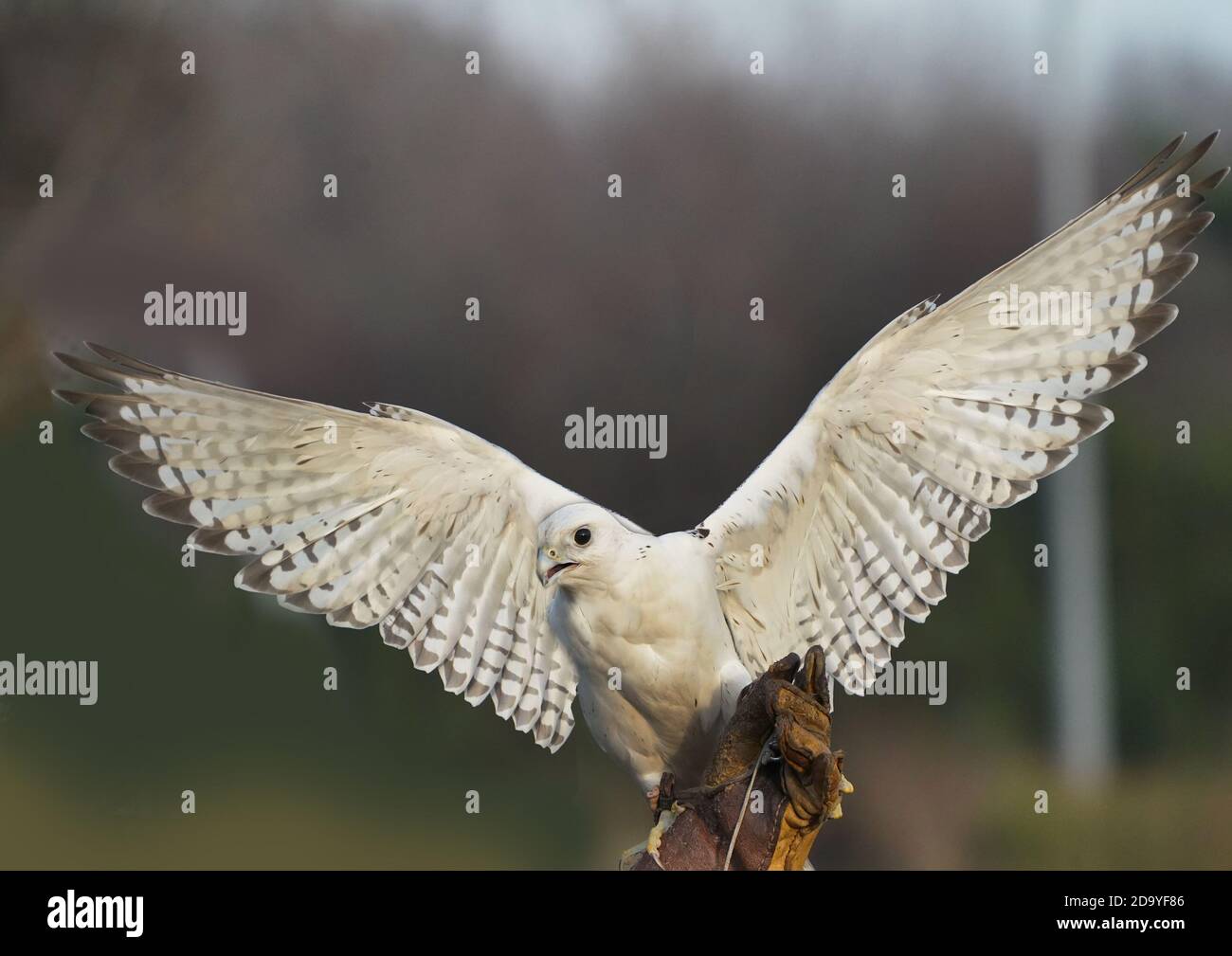 Gyrfalcon being trained for falconry Stock Photo