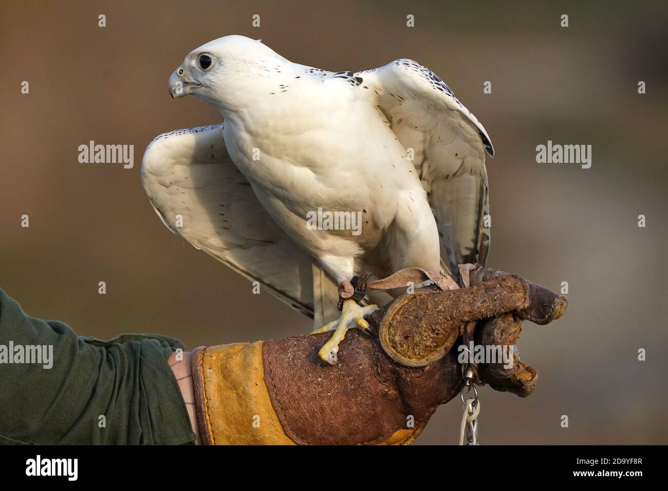 Gyrfalcon being trained for falconry Stock Photo