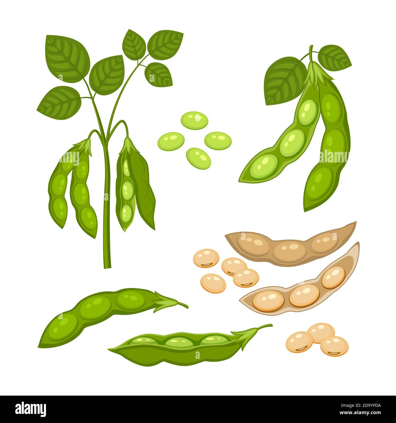 Set of Soy bean plant with ripe pods and green leaves, whole and half