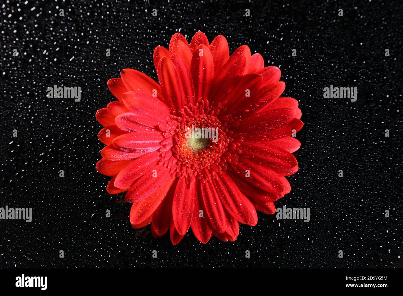 close up of pretty flowers on a black background with water droplets Stock Photo