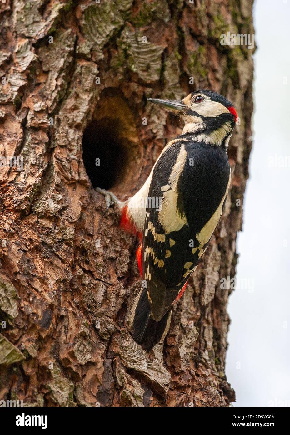 Great Spotted Woodpecker At Its Nesting Hole Stock Photo Alamy great-spotted-woodpecker-at-its-nesting-hole-stock-photo-alamy