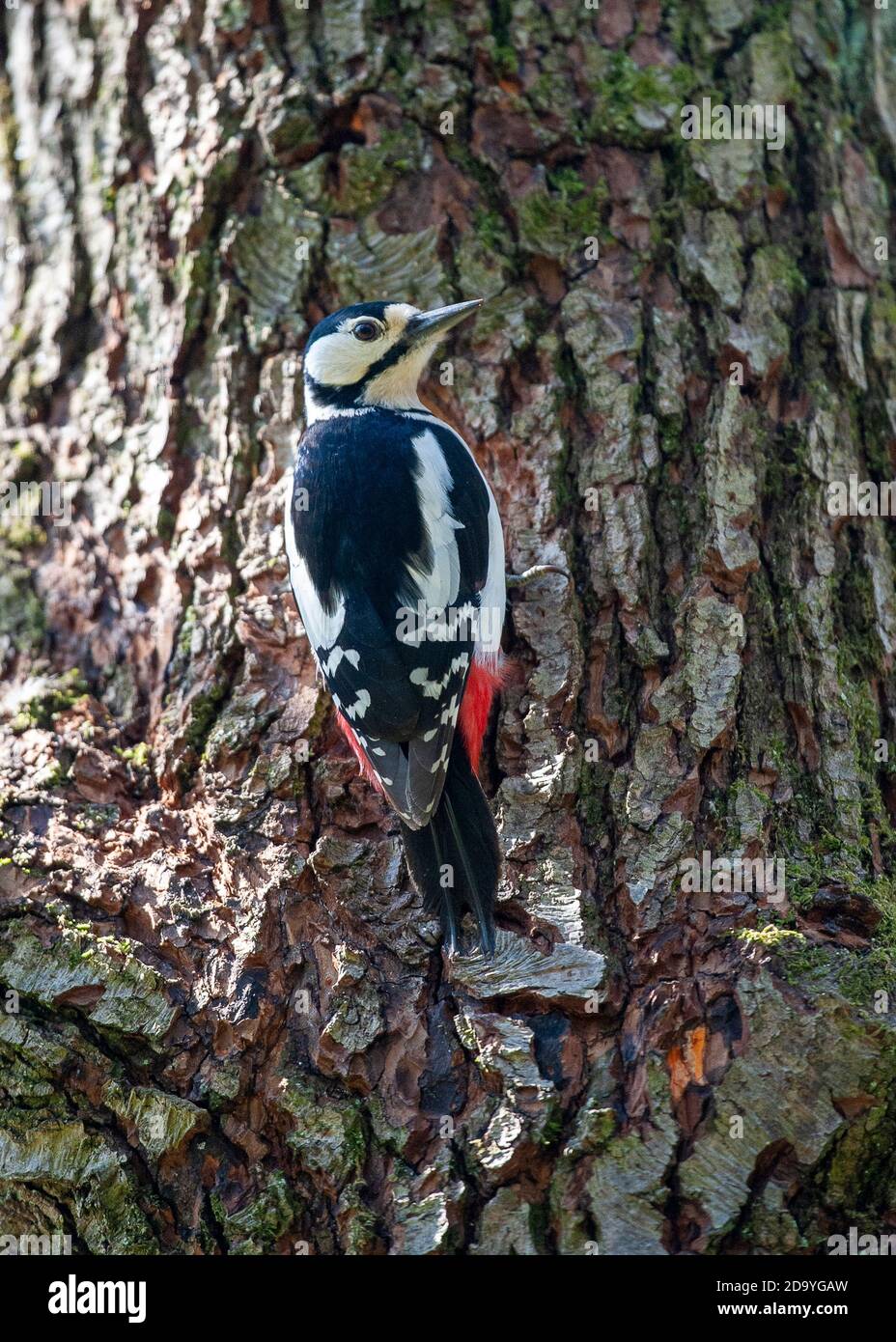 Great spotted woodpecker at its nesting hole Stock Photo - Alamy