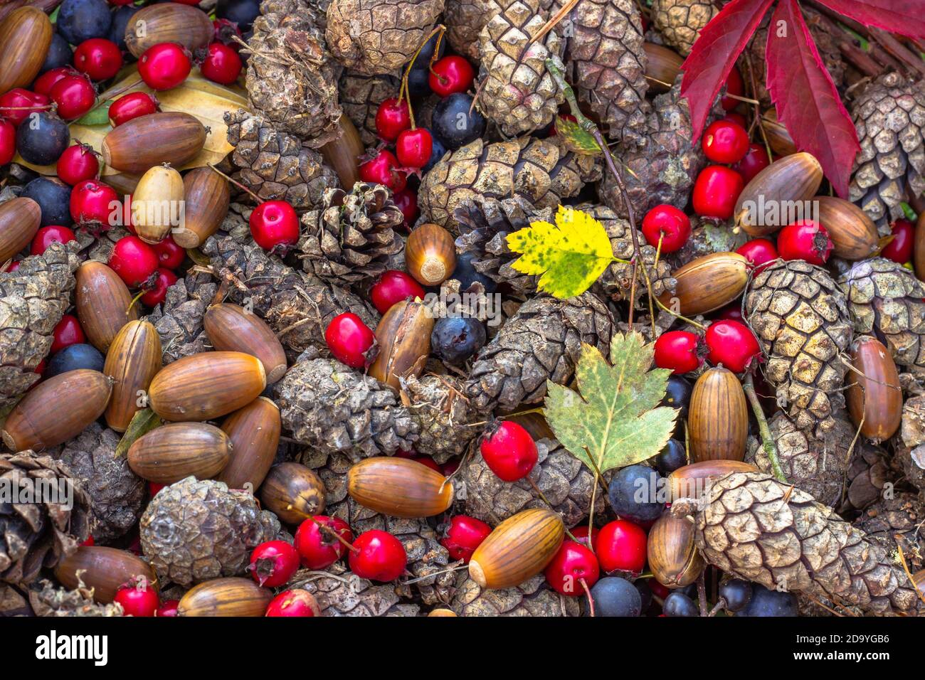 Fall autumn colorful background. Variety of fall fruits,acorns, cones, sloes.Home fresh seasonal decoration. Forest harvest time. Natural rustic Stock Photo