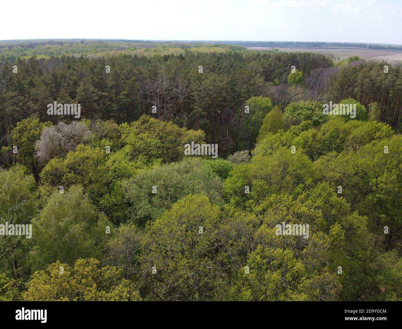 European forest, aerial view. Forest landscape in spring. Stock Photo