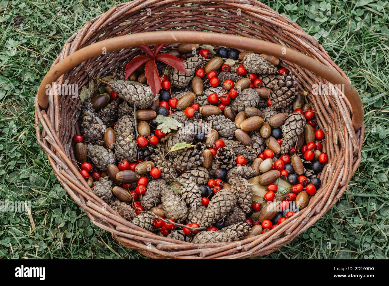 Fall autumn colorful background. Variety of fall fruits,acorns, cones, sloes.Home fresh seasonal decoration. Forest harvest time. Natural rustic Stock Photo
