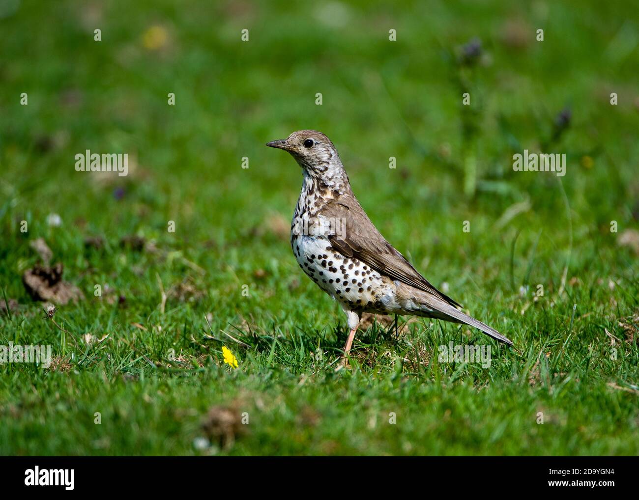 Mistle Thrush looking for worms in a field Stock Photo
