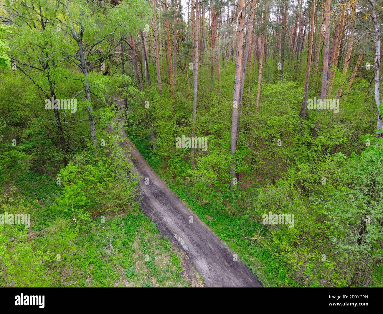 Dirt road among trees in spring forest, aerial view Stock Photo - Alamy