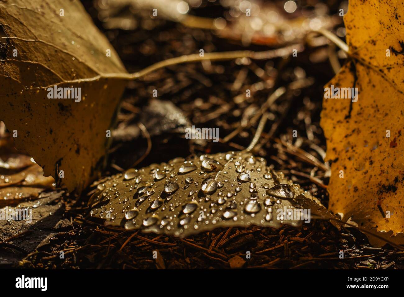 Beautiful drops of transparent rainwater on yellow leaf.Raindrops texture in nature.Rainy weather outdoors.Fall autumn details after the rain Stock Photo