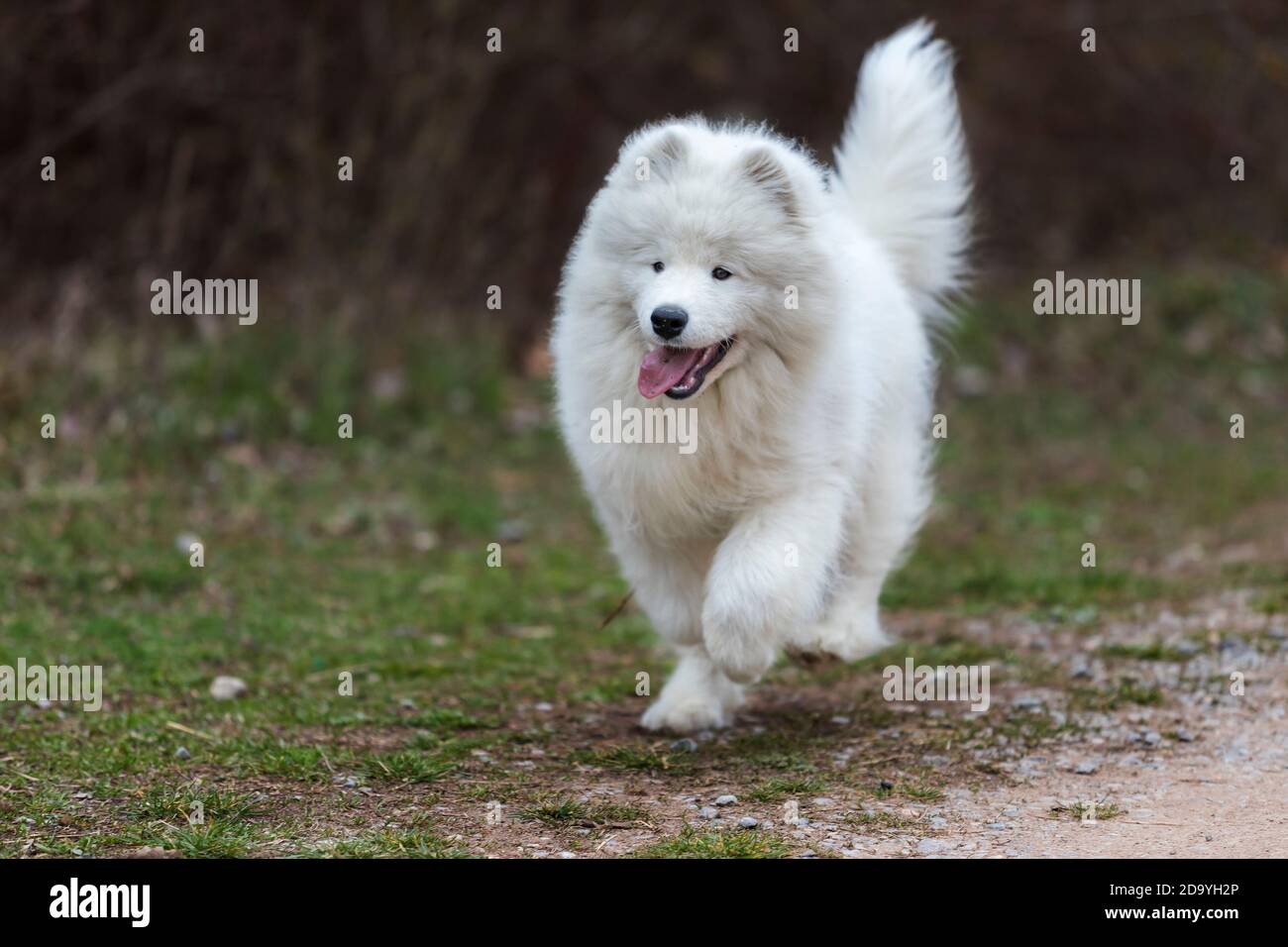 Samoyed - Samoyed beautiful breed Siberian white dog. Four months old puppy on a walk. Stock Photo
