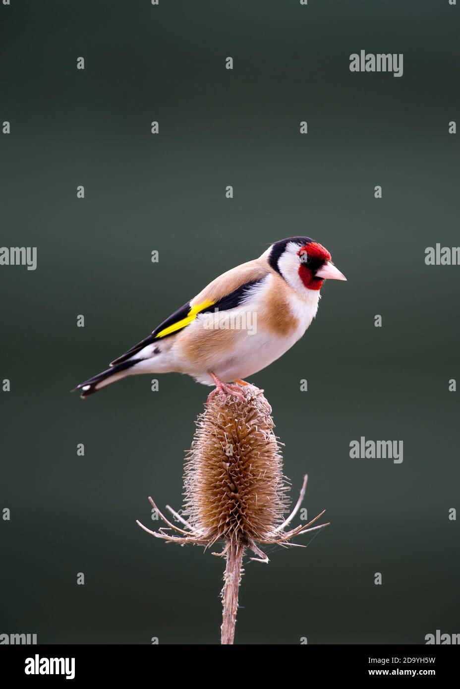 Goldfinch perched on Teasel Stock Photo