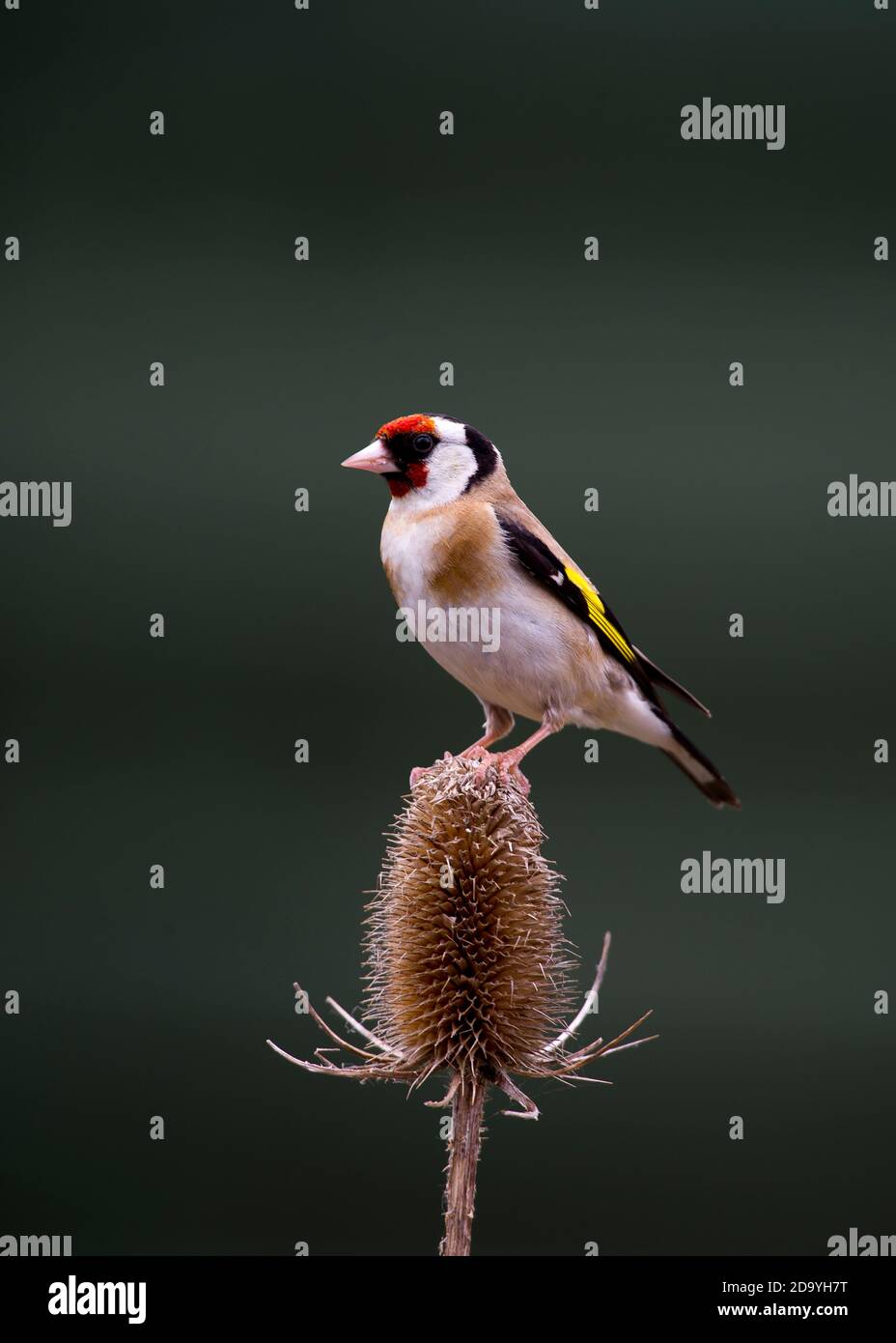 Goldfinch perched on Teasel Stock Photo