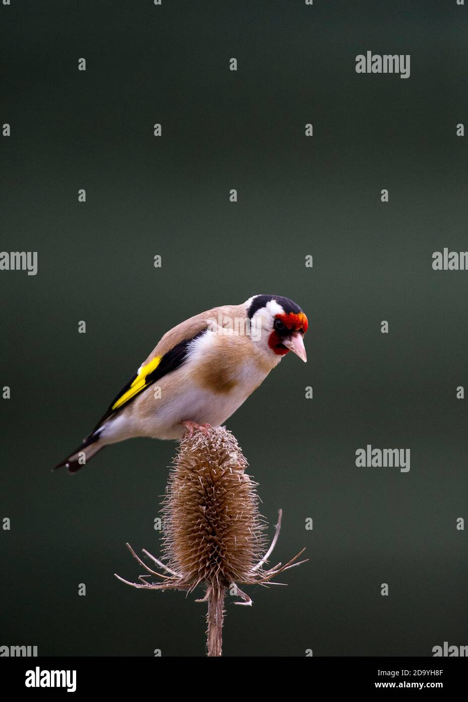 Goldfinch perched on Teasel Stock Photo