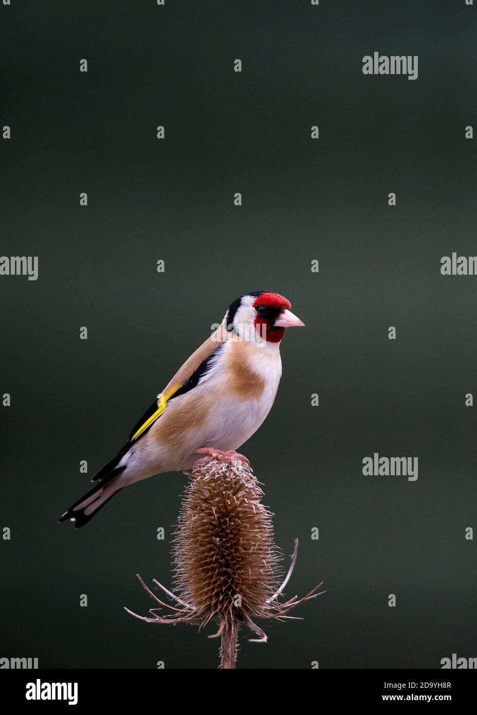 Goldfinch perched on Teasel Stock Photo