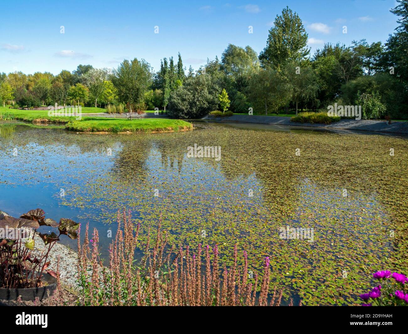 view-over-flowers-and-a-small-lake-to-trees-in-a-garden-in-north