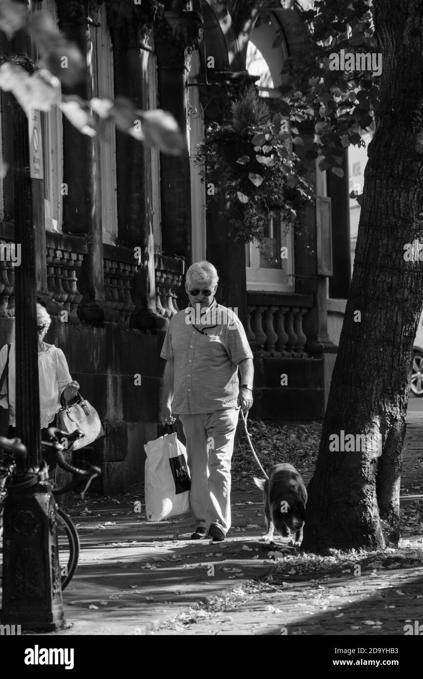 A man with grey hair and sunglasses carrying a shopping bag as he walks his dog along a sidewalk, Harrogate, North Yorkshire, England, United Kingdom. Stock Photo