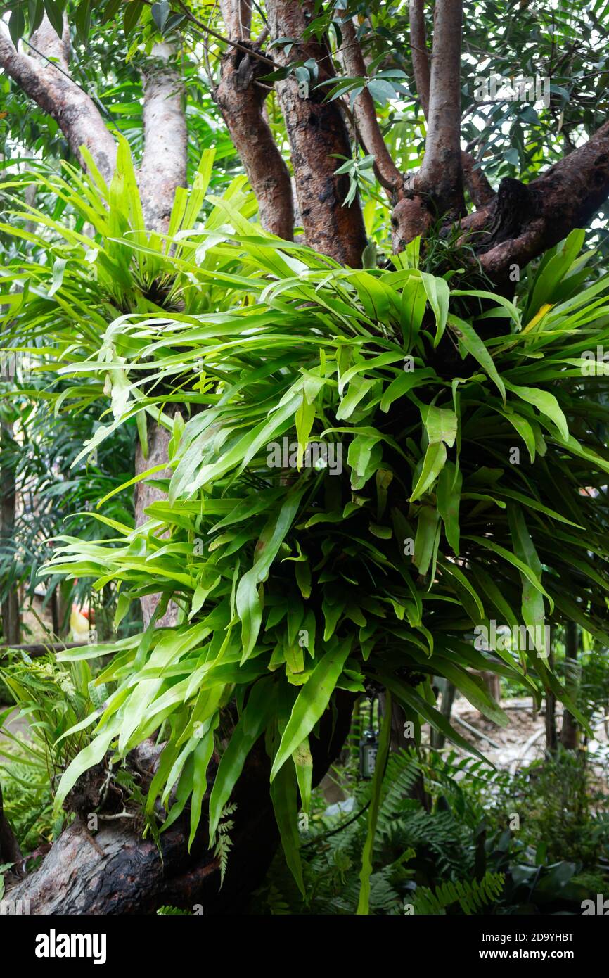 Green plants in tropical garden, stock photo Stock Photo - Alamy