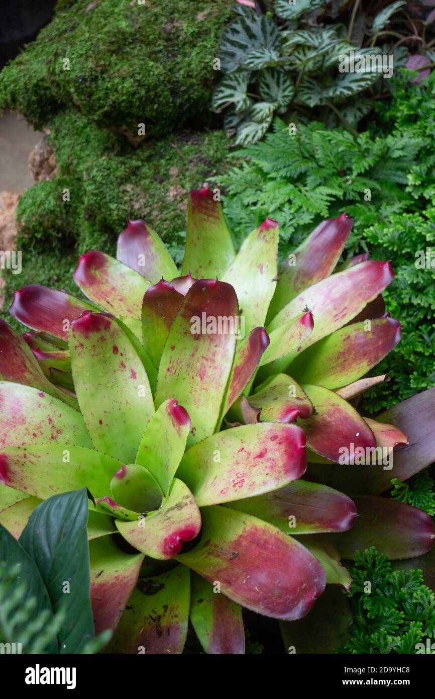 Green plants in tropical garden, stock photo Stock Photo - Alamy