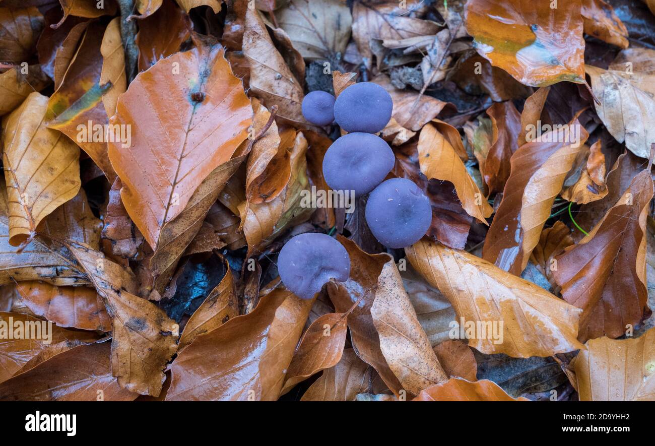 Close-up of the Amethyst Deceiver mushroom. Stock Photo