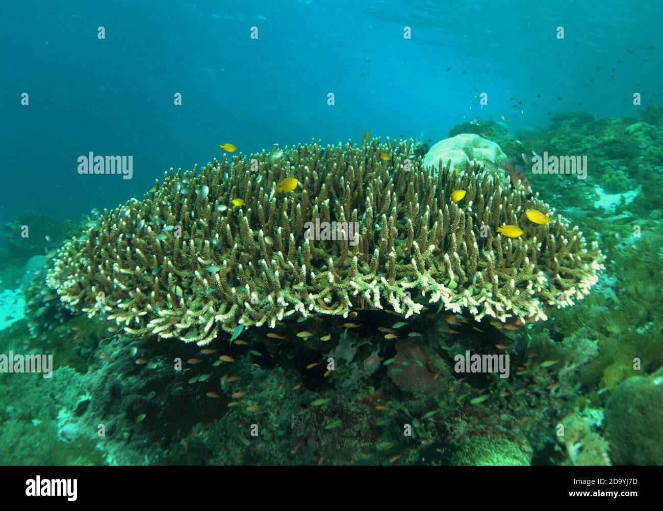 Beautiful coral head full of brightly coloured reef fish, Komodo, Indonesia Stock Photo
