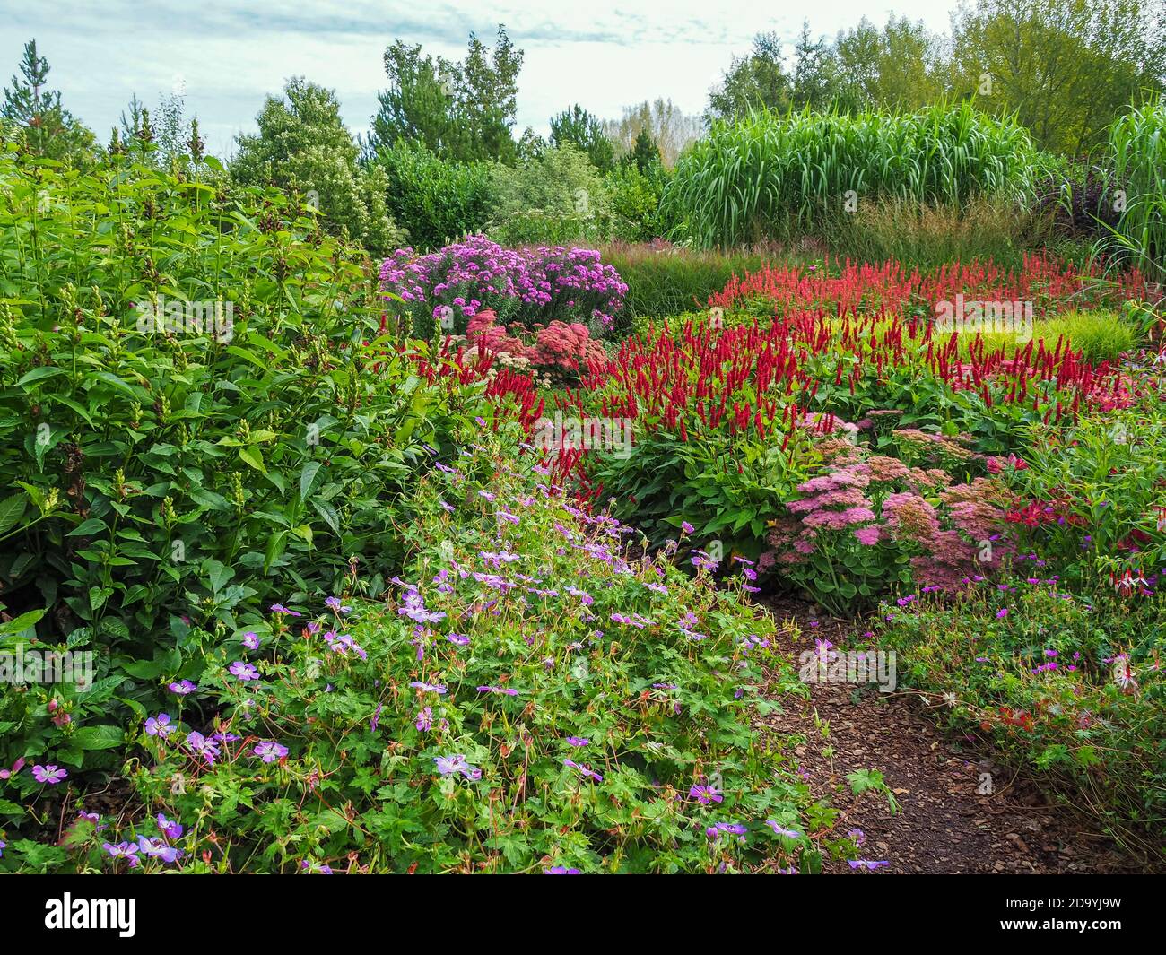 Colourful mixed flower beds in a garden in late summer Stock Photo