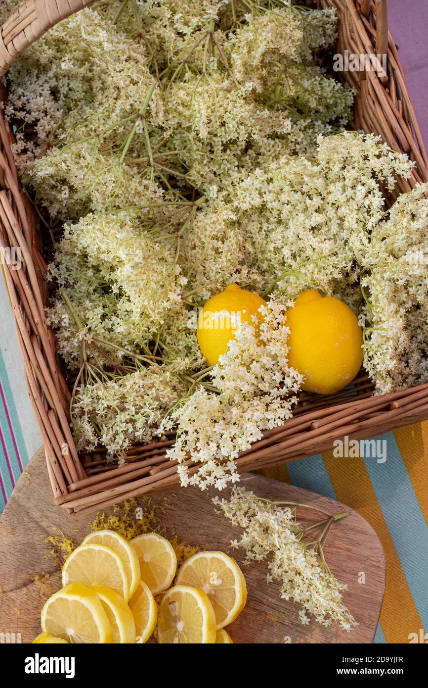 Elderflower cordial ingredients, lemons and elder flowers Stock Photo