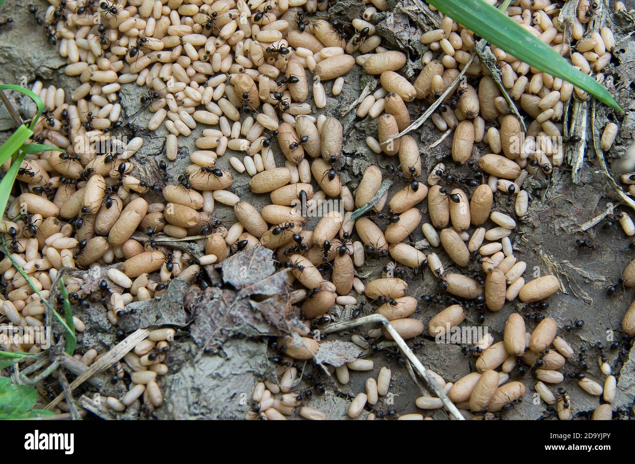 Black Garden Ant - nest with pupae. Stock Photo