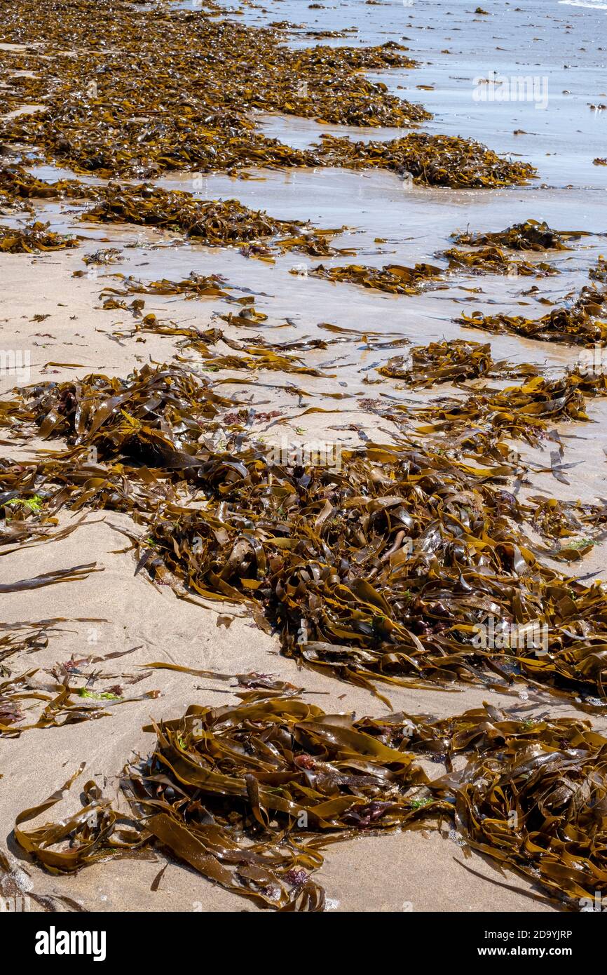 Kelp seaweed fronds on beach after storm, Devon, UK Stock Photo Alamy