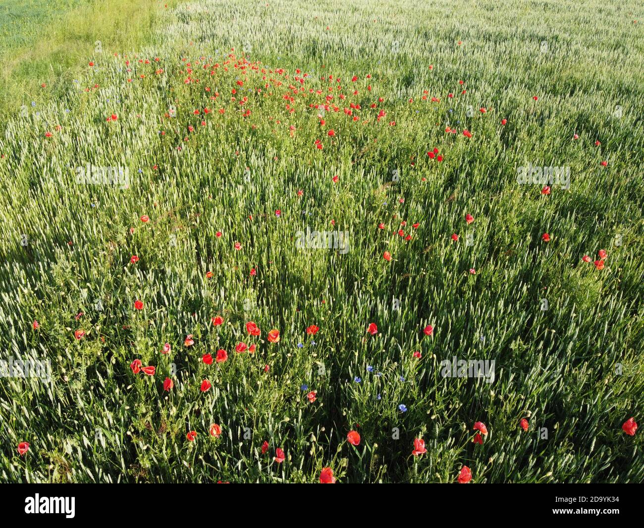 Wild poppies on a wheat field, aerial view. Red wildflowers. Stock Photo