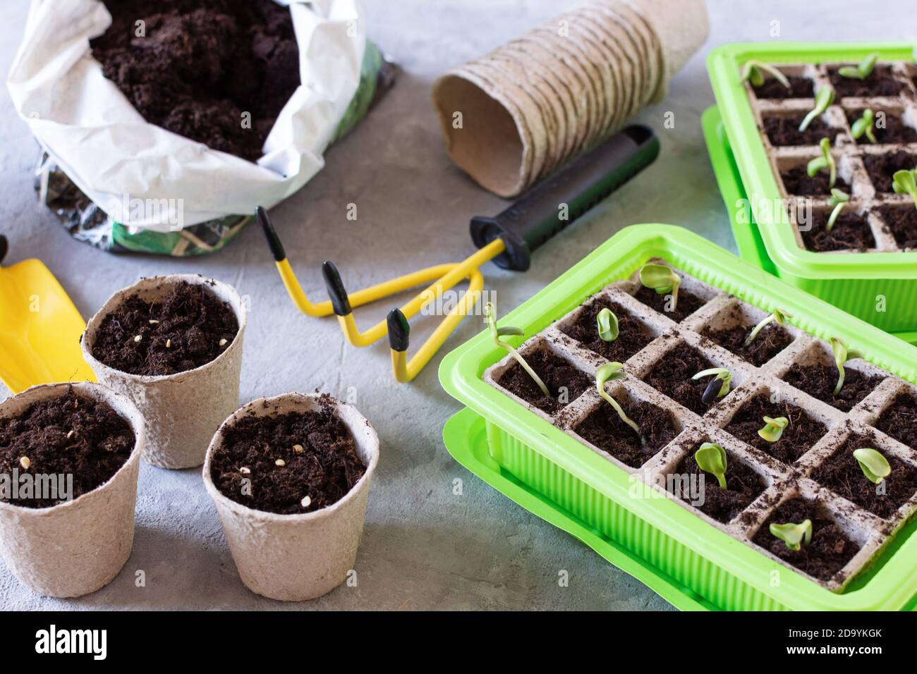Growing plants in a germinating boxes for sprouts. Home greenhouse, gardening Stock Photo Alamy
