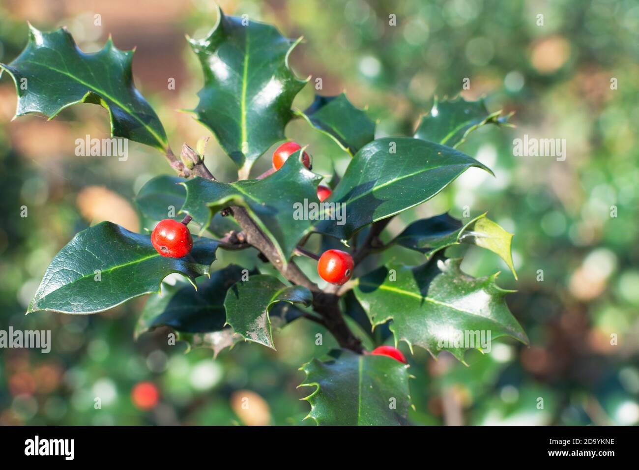 Holly bush with red berries hi-res stock photography and images - Alamy