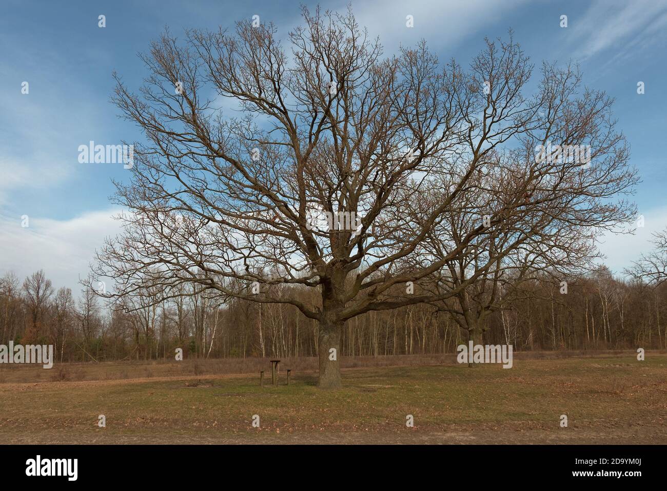 Two beautiful branched trees at the edge of the forest. Spring landscape. Stock Photo