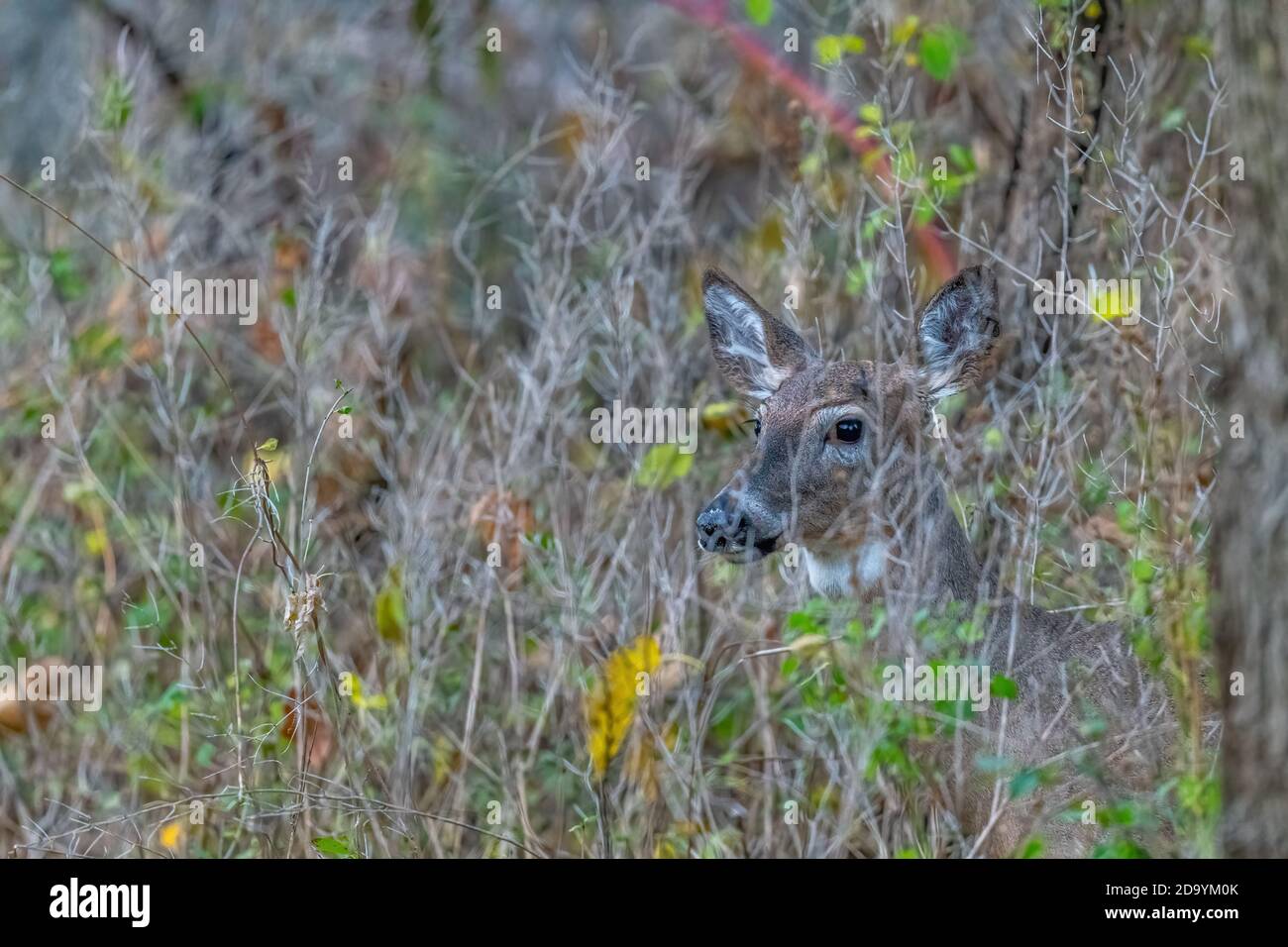 A female white-tailed deer (Odocoileus virginianus) blending into the edge of the forest. Stock Photo