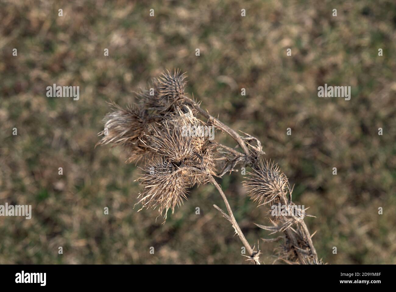 Wilted milk thistle close-up. Blur the background. Stock Photo