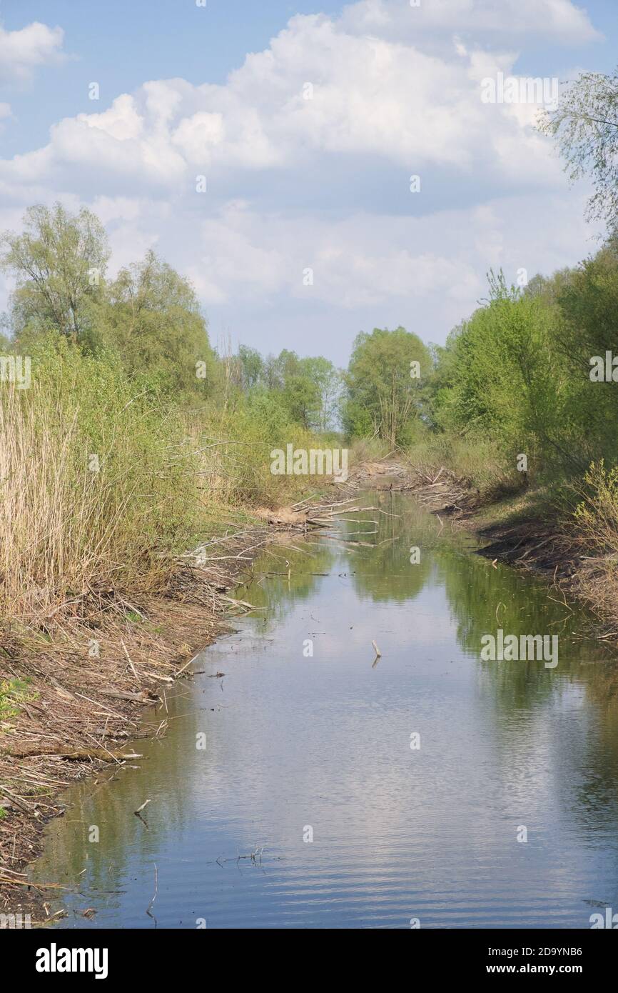 Small shallow river. Vegetation along the banks of the forest river. Landscape. Stock Photo