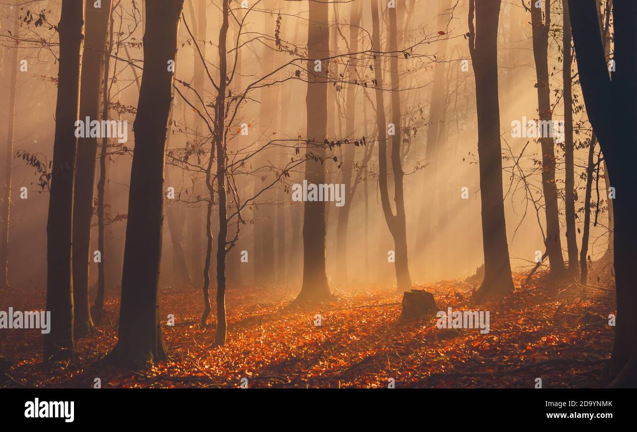 Autumn forest with colorful leaves and sun rays in misty fog Stock ...