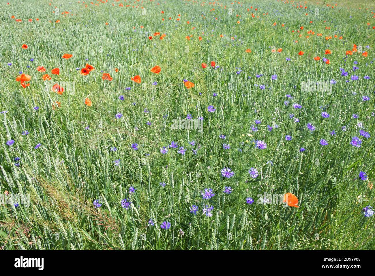 Red poppy among the field grasses in summer. Beautiful wildflowers. Untouched nature. Stock Photo