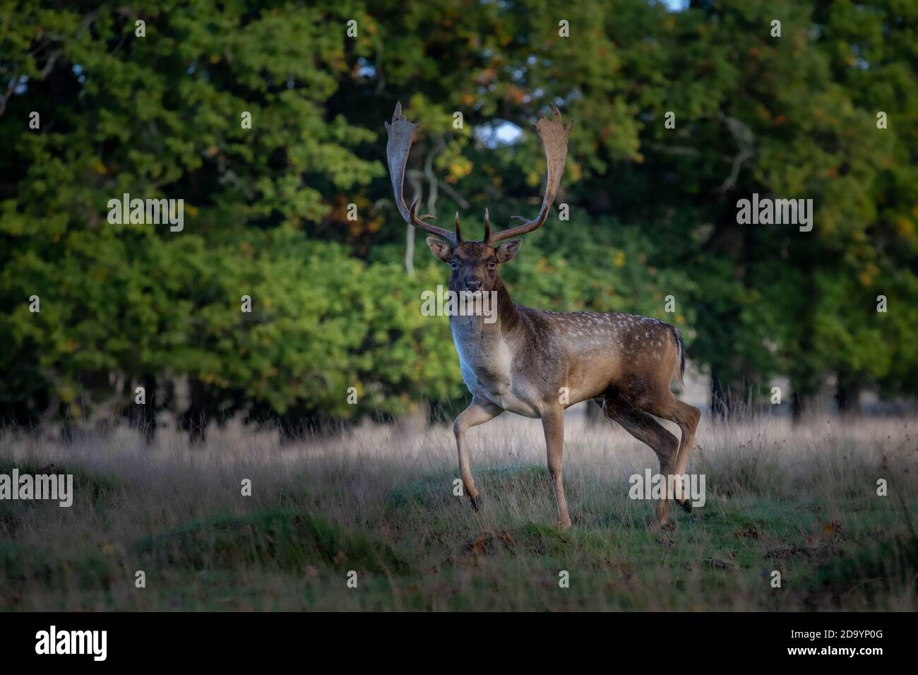 Buck fallow deer at Petworth Park Stock Photo