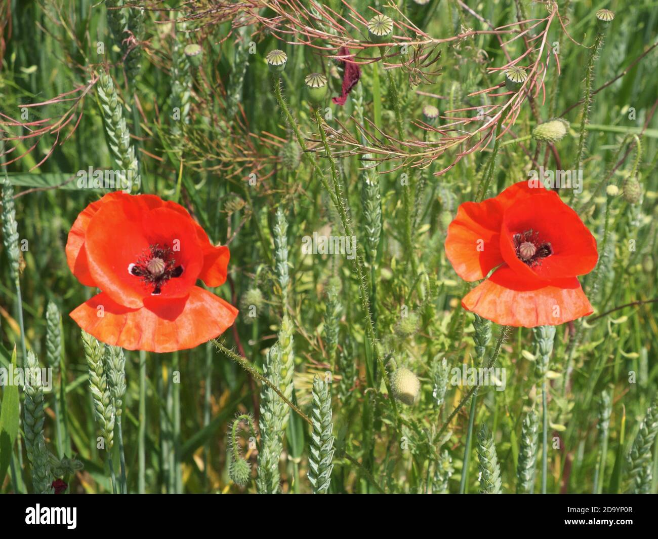 Two beautiful poppy flowers on a background of green herbs in summer. Red wildflowers. Stock Photo