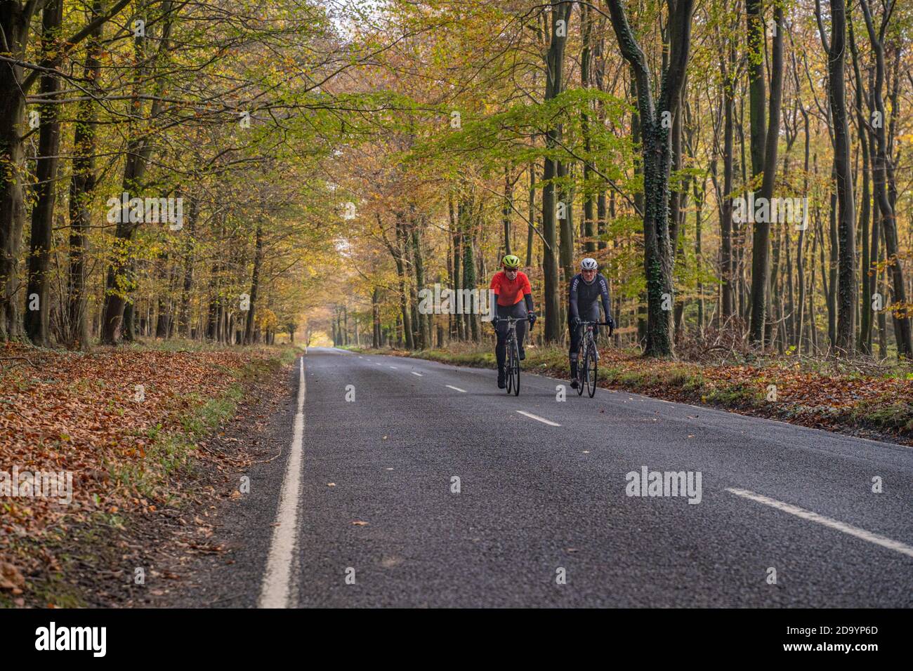 Cyclists on the Selhurst Park Road near Goodwood in the autumn. Stock Photo