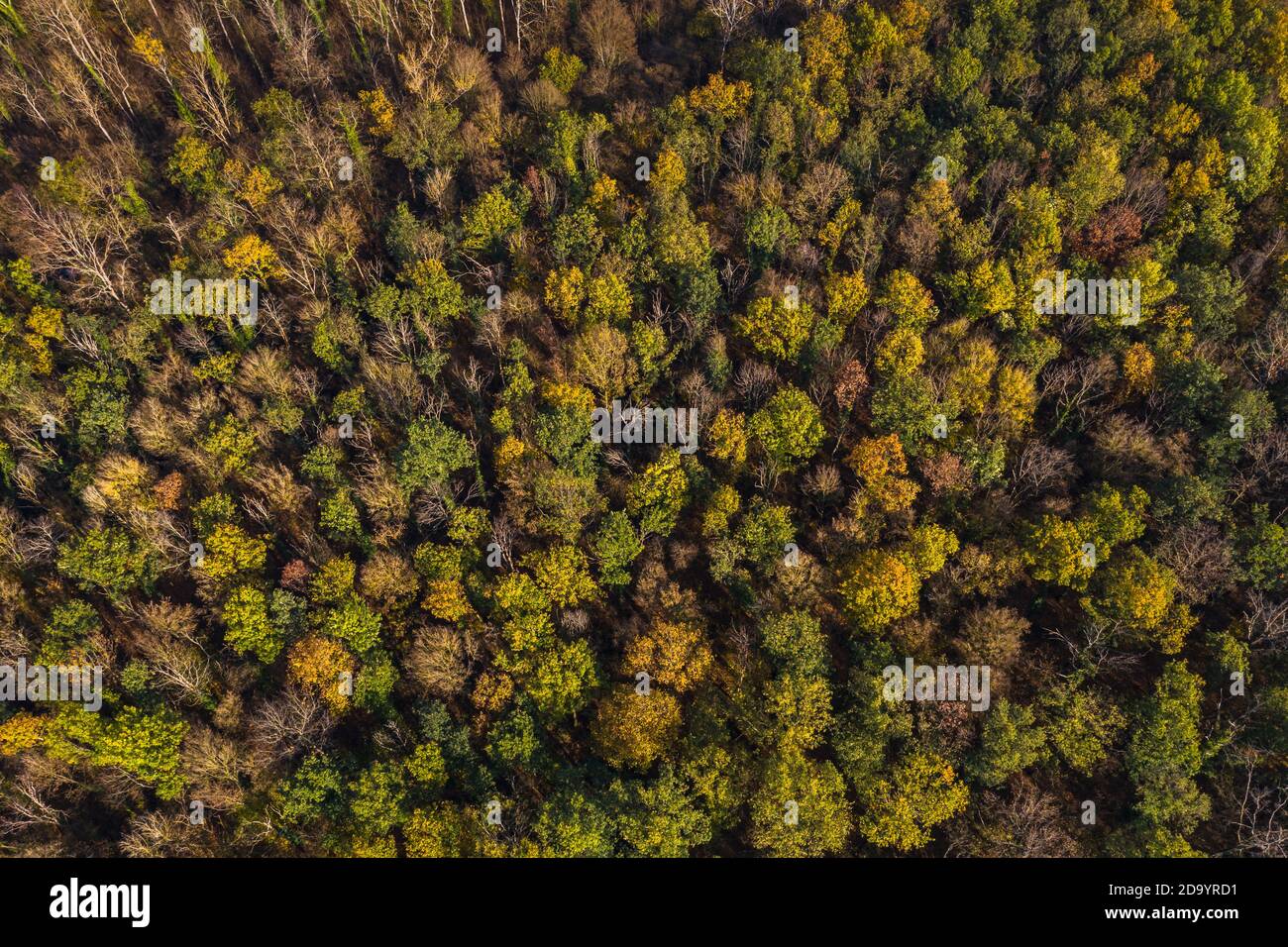 Aerial view of the partially sick German mixed forest in autumn after a drought Stock Photo