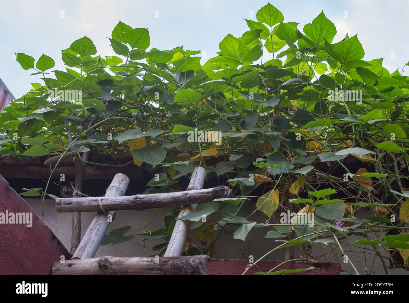 leaves of hyacinth bean or lablab vine plant in home organic garden. green fresh leaves creating beautiful pattern for background. natural shot. Stock Photo
