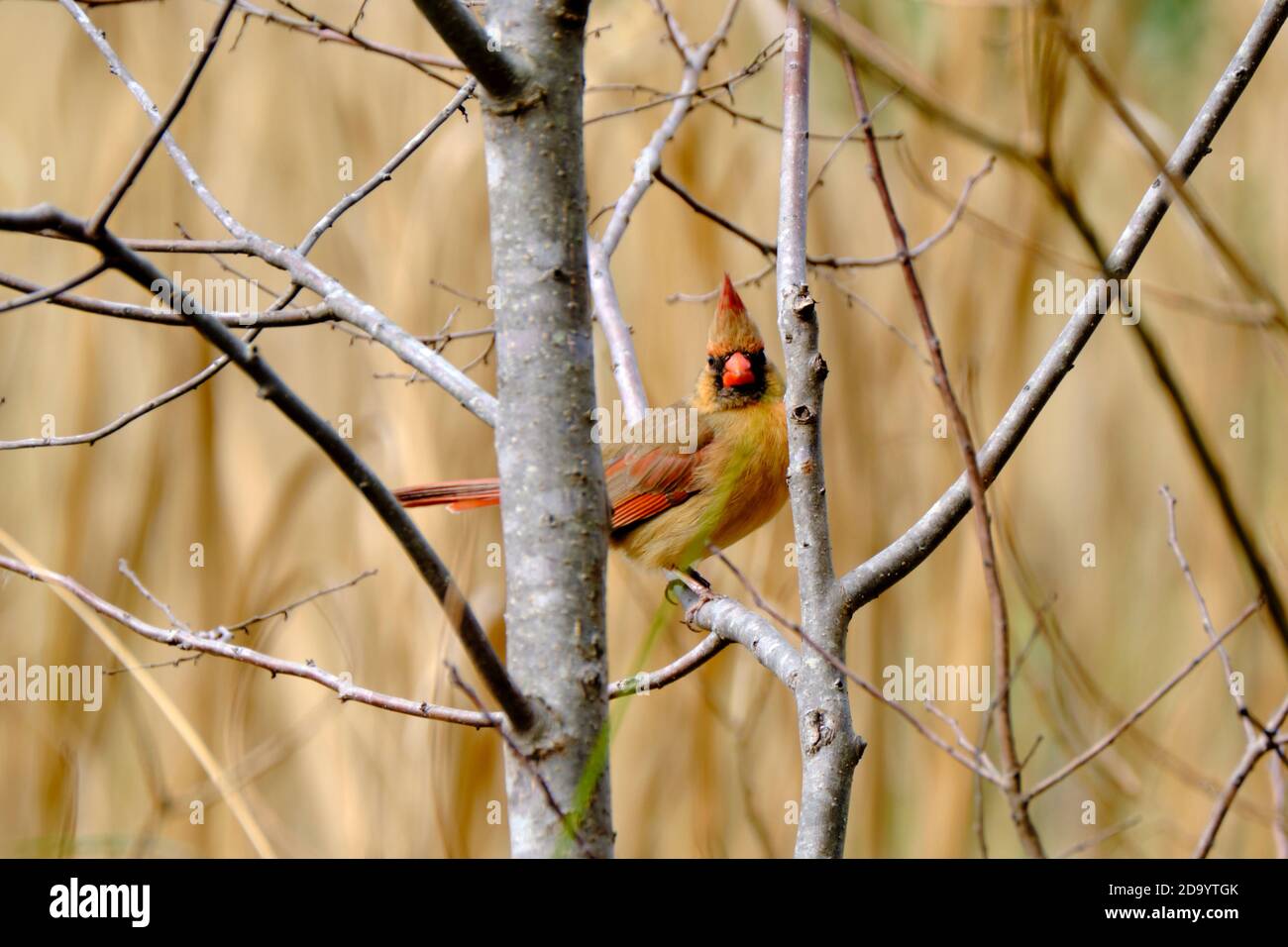 A female Northern Cardinal perched in a tree at the Bear Island