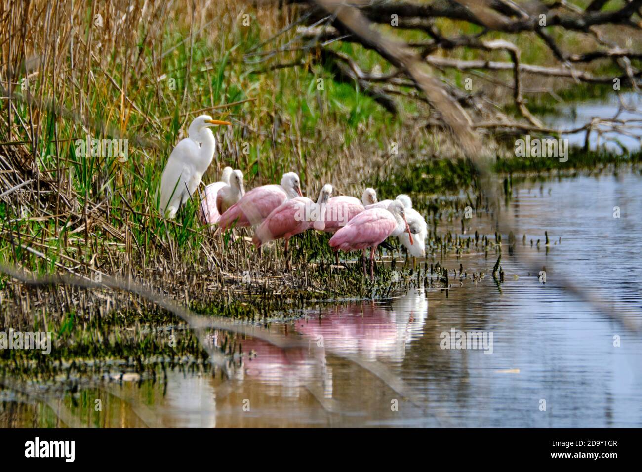 Bear island wildlife management area hires stock photography and