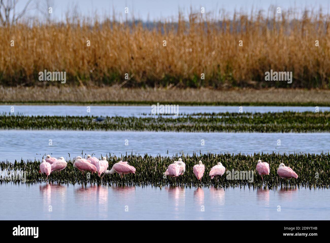 A flock of Roseate Spoonbills forage in a coastal marsh at the Bear Island Wildlife Management